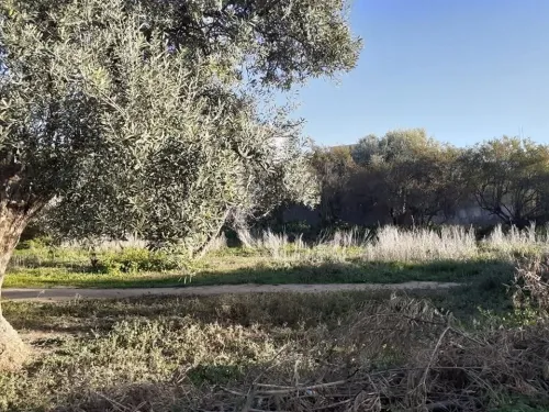 Vente Terrain Tlemcen Chetouane
