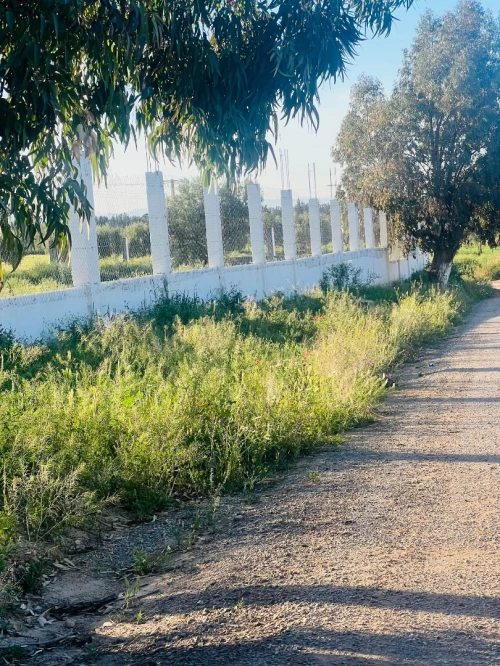 Vente Terrain Tlemcen Hennaya
