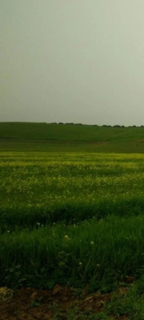 Vente Terrain Agricole Oran Boufatis