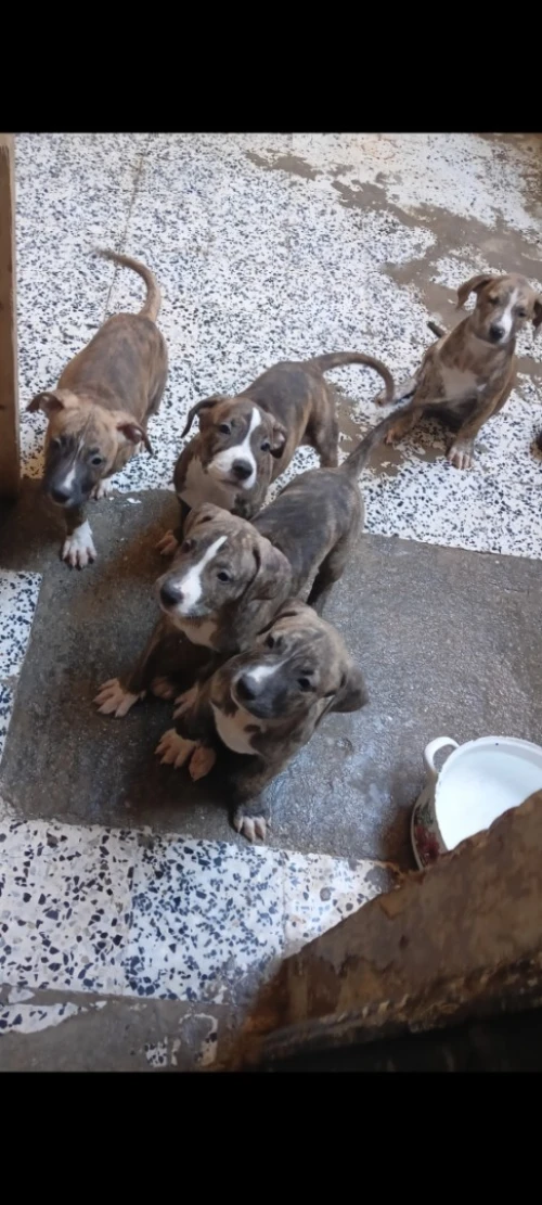 Dog argentine croiser cane corso 