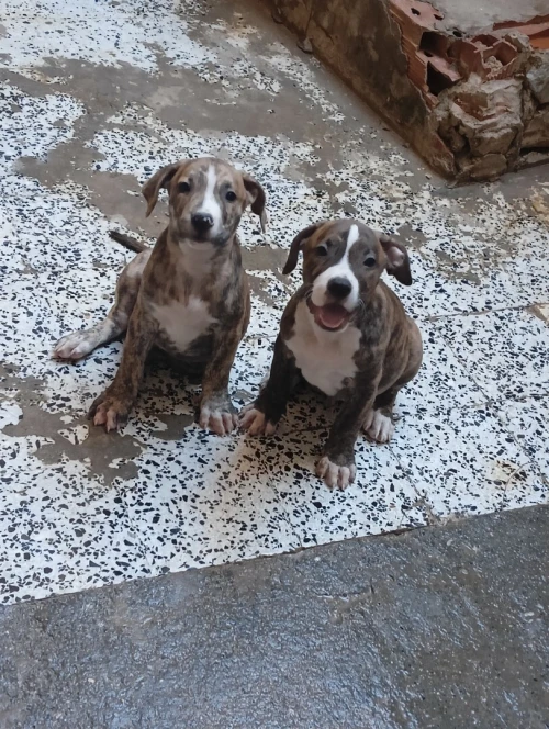 Dog argentine croiser cane corso 
