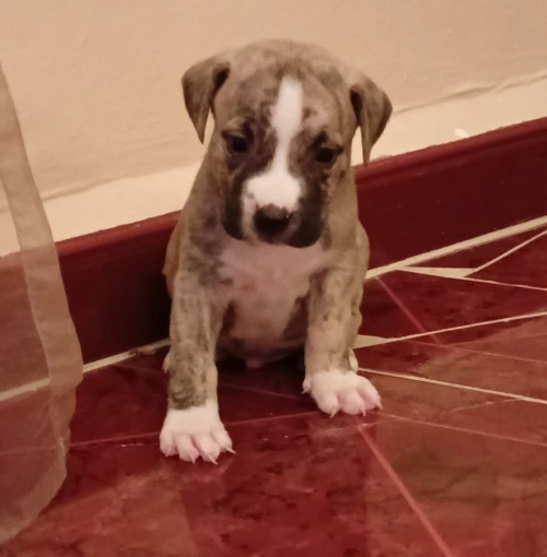 Chiot dog argentine Cane corso 1mois 