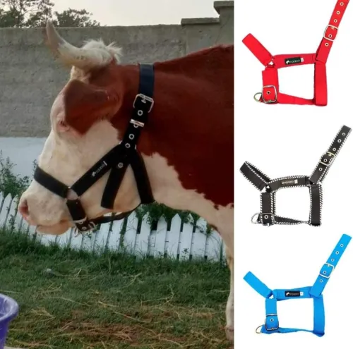 Matériel équitation Licol pour vache  رصن للبقر