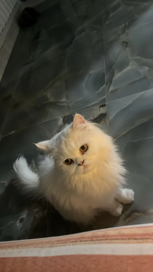 Chat persan male/femelle pure race pour accouplement