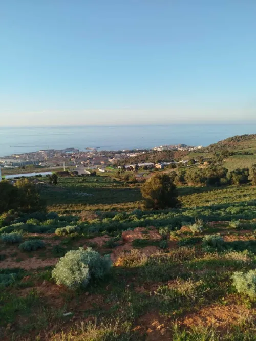 Vente Terrain Tipaza Cherchell