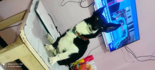 Chiwawa