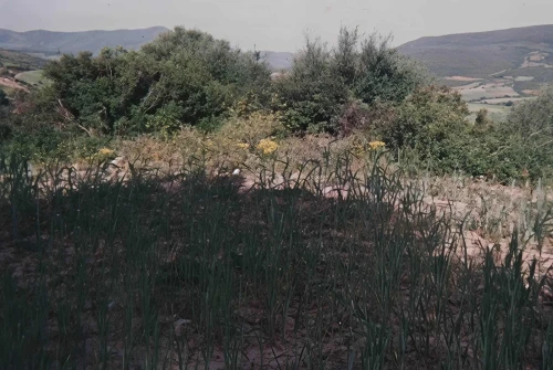 Vente Terrain Agricole Guelma Heliopolis