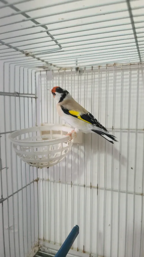couple mutation eumo