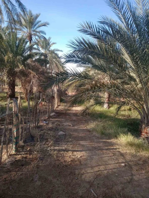 Vente Terrain Agricole Biskra Tolga
