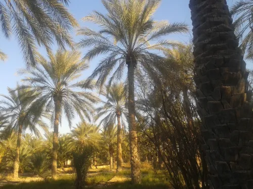Vente Terrain Agricole Biskra Tolga
