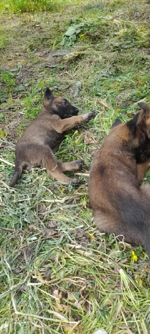 Malinois