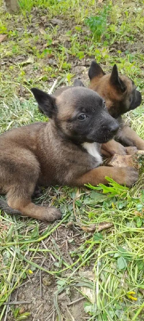 Malinoi