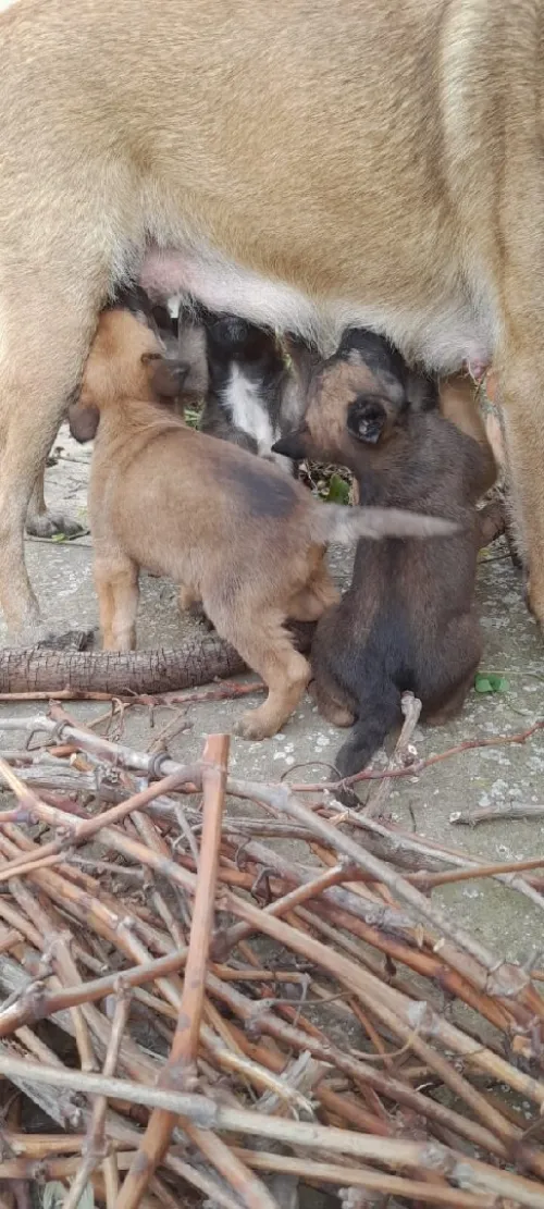 Malinois