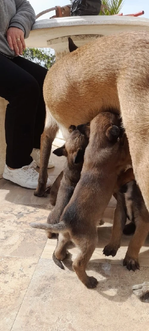 Malinois