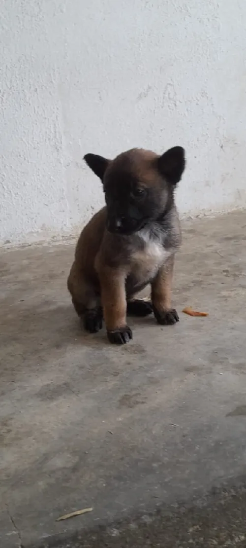 Malinoi