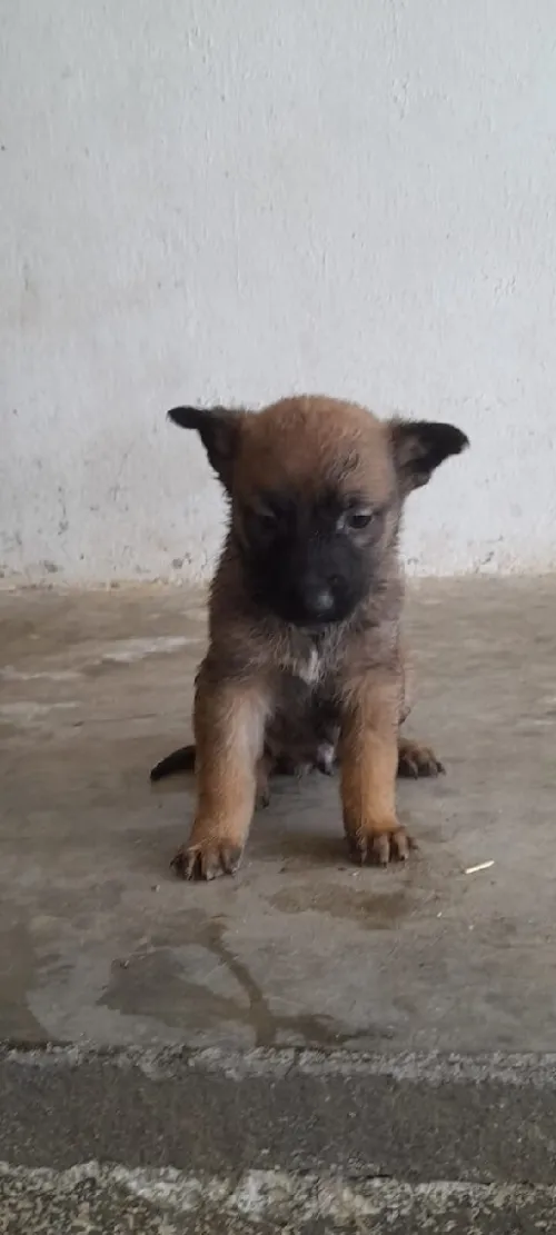 Malinois