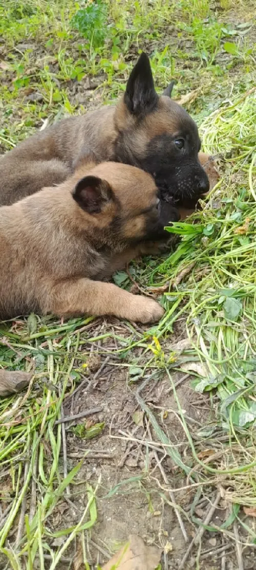 Malinoi