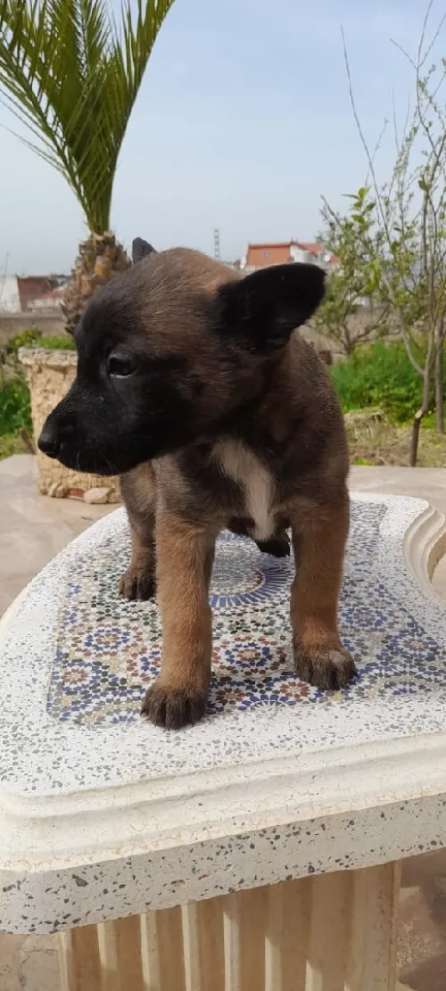 Malinoi