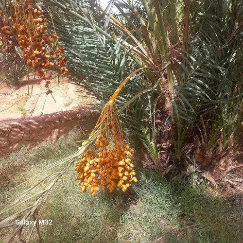 Vente Terrain Agricole Timimoun Timimoun