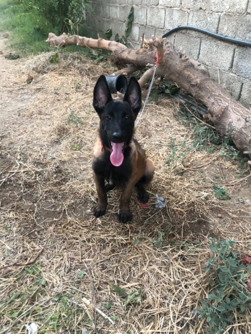 Malinois charbonnier 