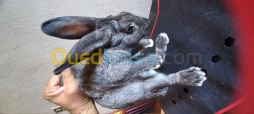 Lapin , de race demi geant 