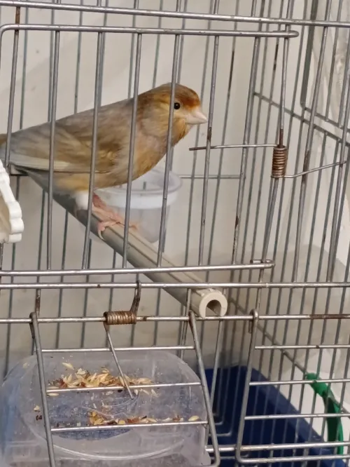 Vente canari jaspe