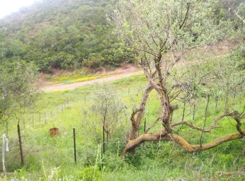 Vente Terrain Jijel El aouana