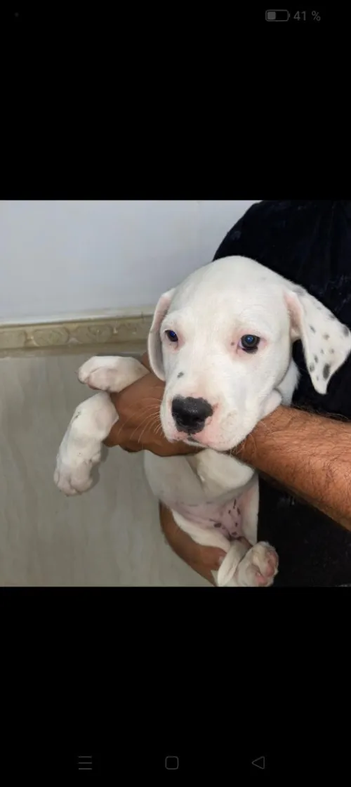 Chien dog argentin