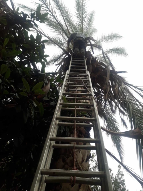 Abattage Des Arbres