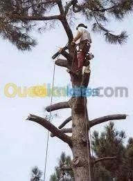 Abattage D'arbres
