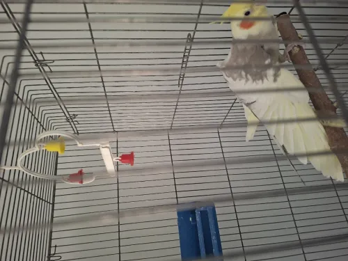 Calopsitte male