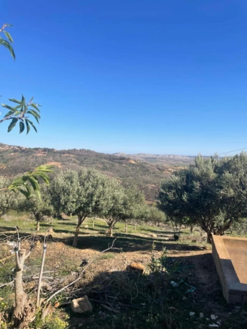 Location Terrain Mostaganem Sidi ali