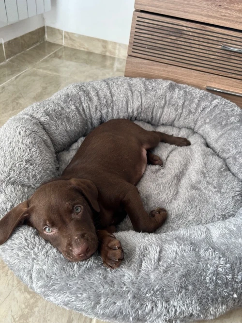 Vente chiot labrador chocolat
