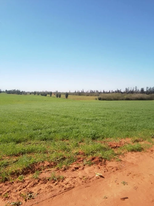 Vente Terrain Agricole Mostaganem Touahria
