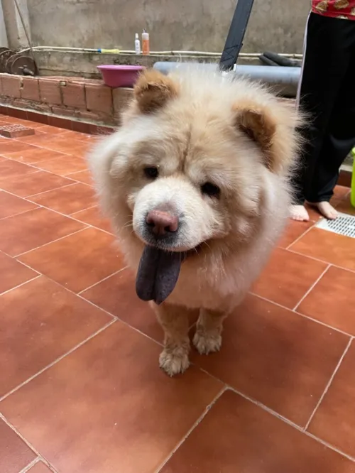 Chien de race chow chow