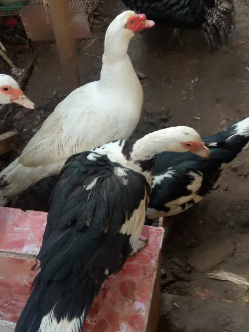 Canard de barbarie 