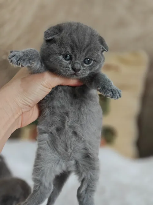 Chatons Scotish / British