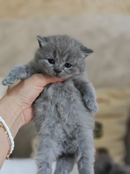 Chatons Scotish / British