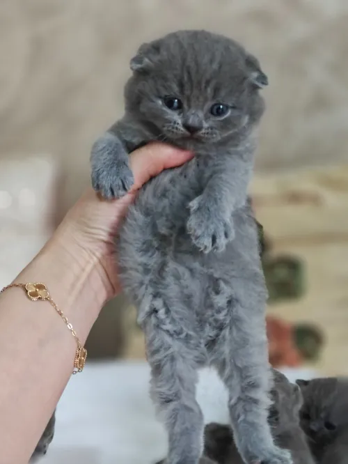 Chatons Scotish / British
