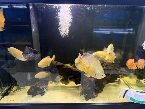 Aquarium
