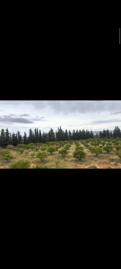 Vente Terrain Tlemcen Maghnia