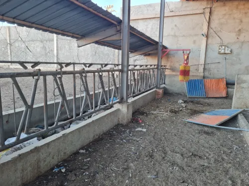 Vente Terrain Agricole Mascara El gaada