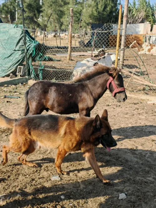 Poney shetland