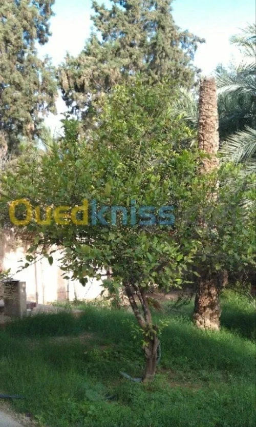 Vente Villa Biskra Biskra