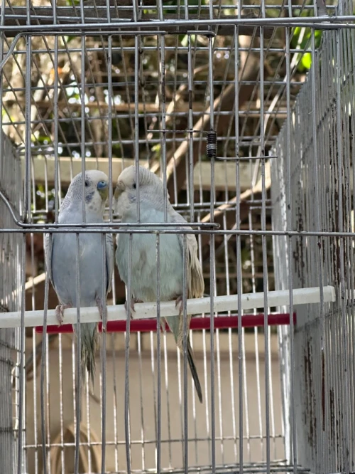 4 couple peruche adultes