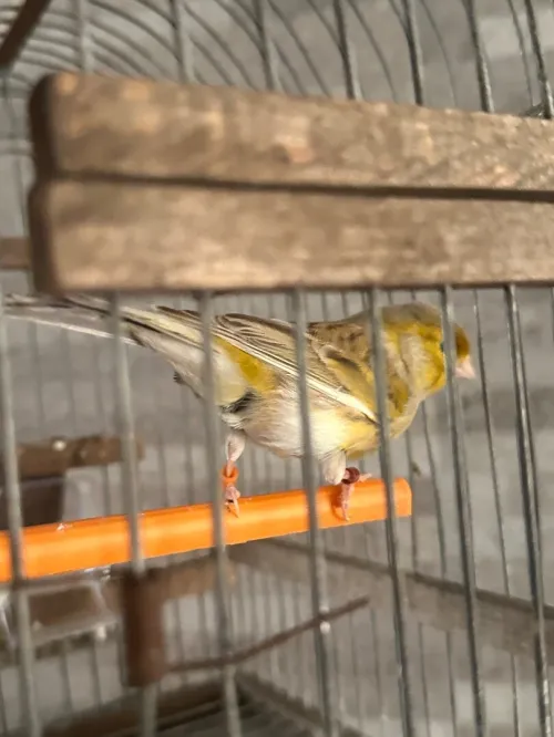 Canari porteur satiner