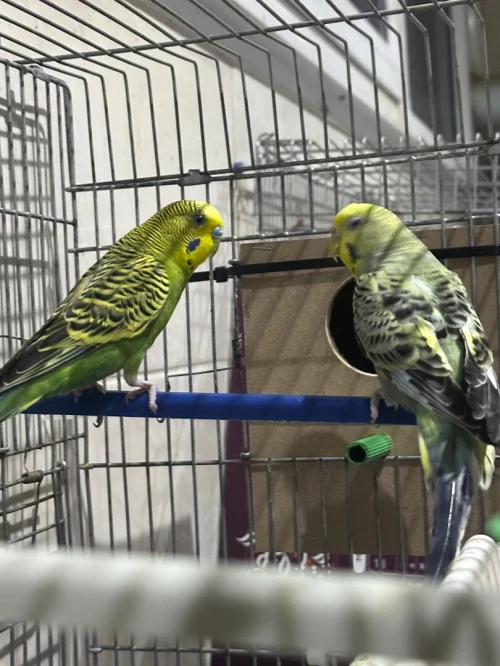 4 couple peruche adultes
