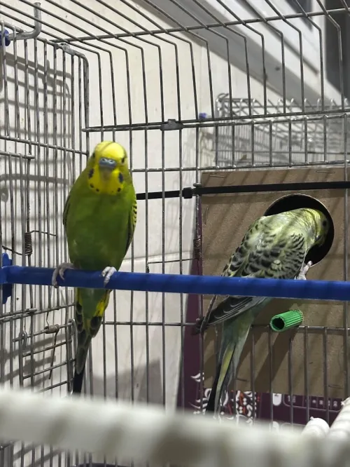 4 couple peruche adultes
