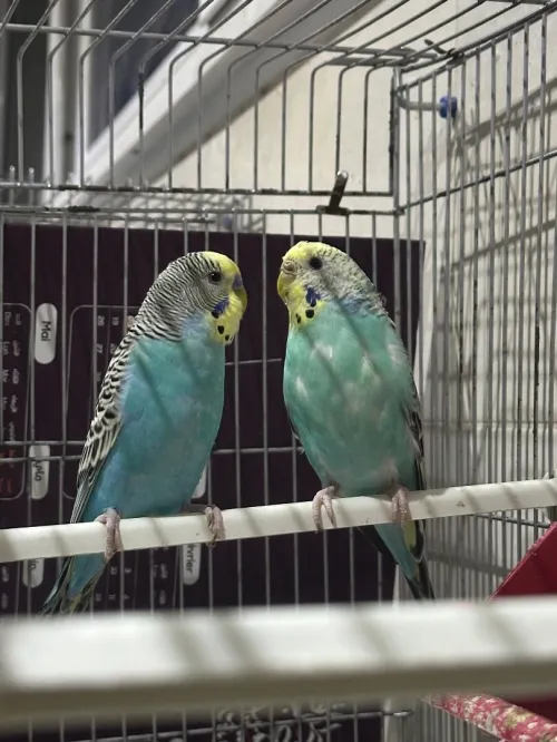4 couple peruche adultes