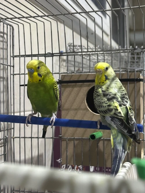 4 couple peruche adultes